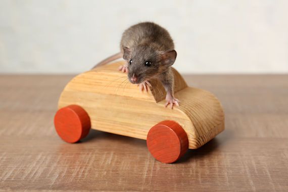 Transporting Rats Transport: l'épidémie de rats qui menace les villes - Les Affaires