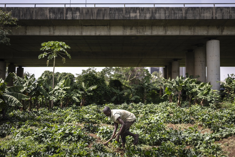 Au Nigeria Les Fermes Urbaines Menac es Par La Pression Immobili re au-nigeria-les-fermes-urbaines-menac-es-par-la-pression-immobili-re