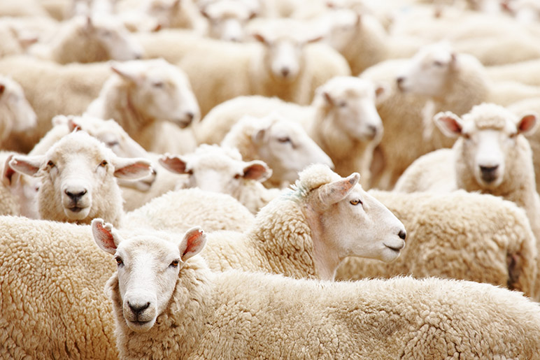 IA: les investisseurs vont-ils tous devenir des moutons?